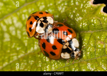 Multicolored Asian Lady Beetle (Harmonia axyridis) - Mating Pair Stock Photo