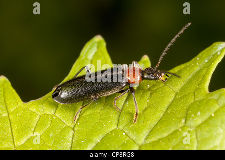 Fire-Colored Beetle (Pedilus lugubris) perching on a leaf. Stock Photo