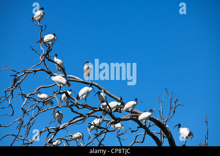 Western Plains Zoo, Dubbo, NSW, Australia Stock Photo