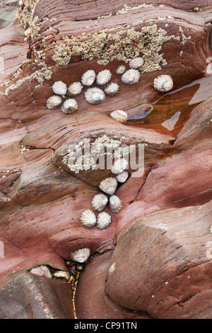Layered pink rock on a Pembrokeshire beach provides a home for Limpets and Barnacles, UK Stock Photo