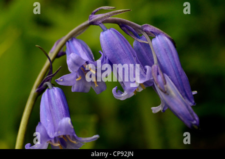 English Bluebell flowers - Close detail (shallow focus) Hyacinthoides = Endymion = Scilla non-scriptus