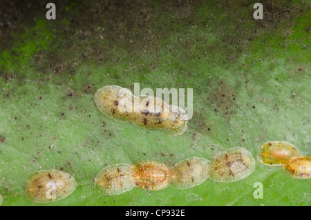 Soft brown scale insect Coccus hesperidum upturned to show young ...