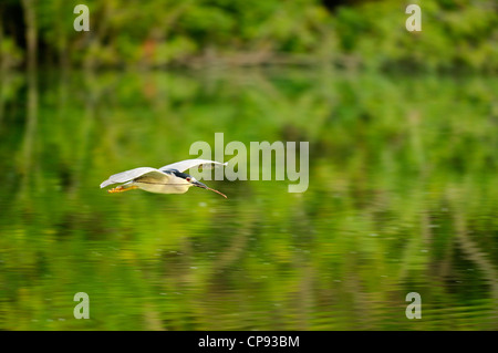 Black crowned night heron (Nycticorax nycticorax) Flying with nest material, Audubon Rookery, Venice, Florida, USA Stock Photo