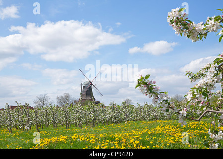 apple blossom, Borstel, Altes Land (Old Country) near Hamburg, Lower Saxony, Germany Stock Photo