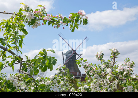 apple blossom, Borstel, Altes Land (Old Country) near Hamburg, Lower Saxony, Germany Stock Photo