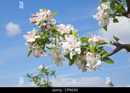 apple blossom, Altes Land (Old Country) near Hamburg, Lower Saxony, Germany Stock Photo