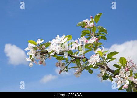 apple blossom, Altes Land (Old Country) near Hamburg, Lower Saxony, Germany Stock Photo