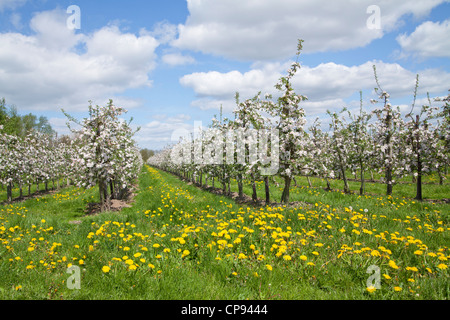 apple blossom, Borstel, Altes Land (Old Country) near Hamburg, Lower Saxony, Germany Stock Photo