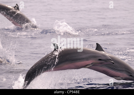 Fraser's Dolphin (Lagenodelphis hosei) or Sarawak Dolphin, leaping out of the sea, The Maldives Stock Photo
