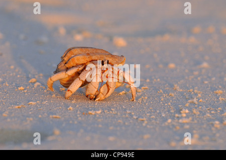 Strawberry Land Hermit Crab (Coenobita perlatus) on sandy beach at sunset, The Maldives Stock Photo