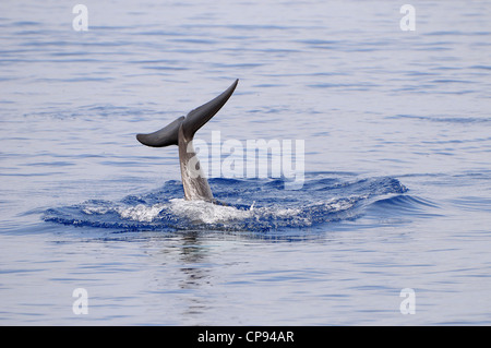 Risso's Dolphin (Grampus griseus) diving, with tail fluke in the air, The Maldives Stock Photo