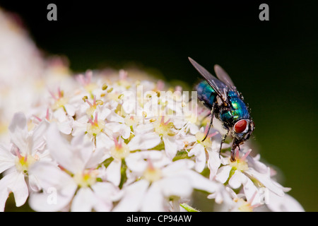 Green bottle fly  ( Lucilia caesar ) Stock Photo