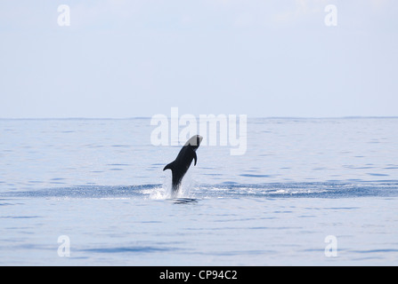 Risso's Dolphin (Grampus griseus) leaping out of the water or breaching, The Maldives Stock Photo