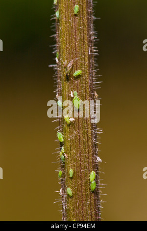 Rose Aphids also known as plant lice, greenflies, blackflies or whiteflies ( Macrosiphum Rosae ) Stock Photo