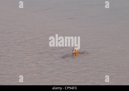 Horned or Horn-eyed Ghost Crab (Ocypode ceratophthalmus) in shallow sea water with eyes extended, The Maldives Stock Photo
