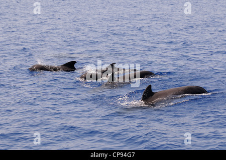 Short-finned Pilot Whale (Globicephala macrorhynchus) pod breathing at surface, The Maldives