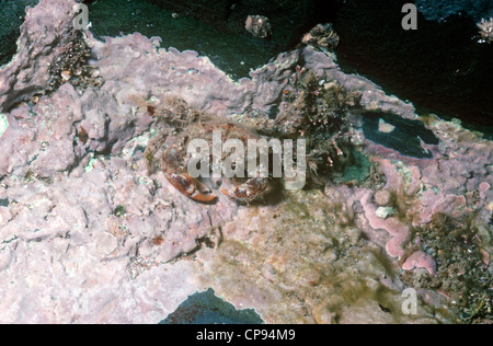 Hairy crab (Pilumnus hirtellus: Xanthidae) in a rockpool with red encrusting seaweed UK Stock Photo