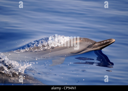 Pantropical Spotted Dolphin (Stenella attenuata) breathing at surface, The Maldives Stock Photo