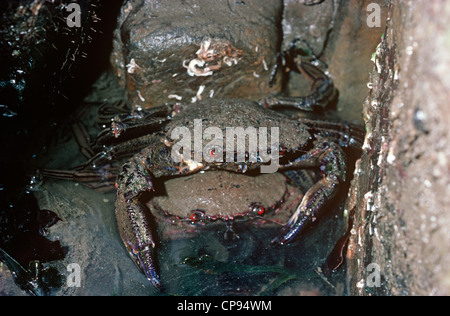 Fiddler / Velvet swimming crab (Necora puber: Portunidae) pair at low tide UK Stock Photo