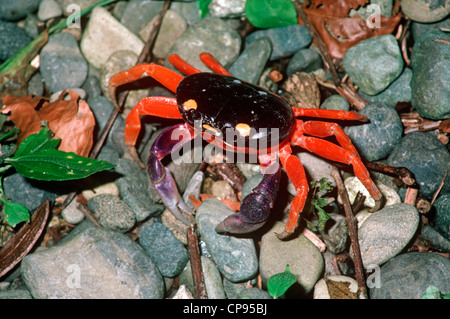 Red land crab (Gecarcinus quadratus: Gecarcinidae) in coastal rainforest Costa Rica Stock Photo