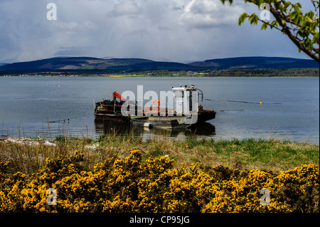 A barge at anchor in the Cromarty Firth Scotland Stock Photo