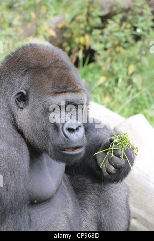 Western Lowland gorilla Stock Photo