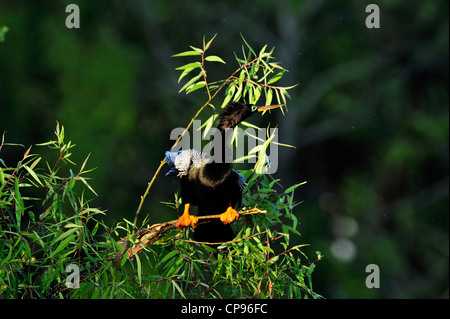 Anhinga (Anhinga anhinga) Drying wings Audubon Rookery, Venice FL Stock Photo