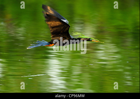 Anhinga (Anhinga anhinga) In flight Audubon Heron Rookery, Venice, Florida Stock Photo