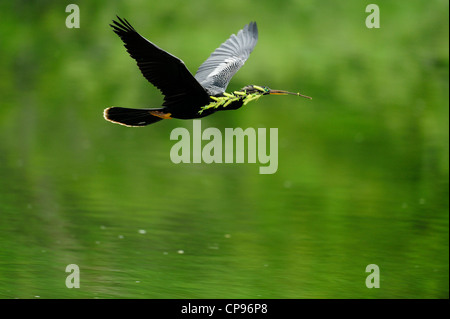 Anhinga (Anhinga anhinga) In flight Audubon Heron Rookery, Venice, Florida Stock Photo