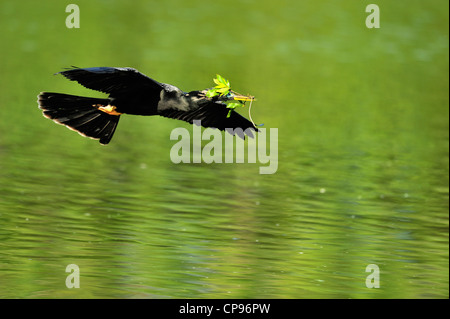 Anhinga (Anhinga anhinga) In flight Audubon Heron Rookery, Venice, Florida Stock Photo