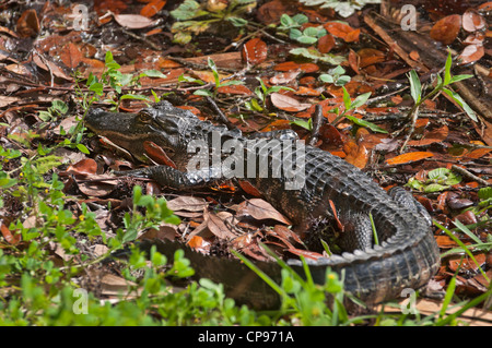 Small alligator lounges along the edge of Lake Alice on the University of Florida Campus at Gainesville. Stock Photo