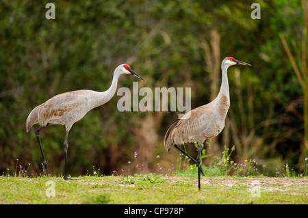 Sandhill crane (Grus Canadensis) Audubon Rookery, Venice, Florida Stock Photo