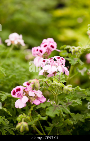 Pelargonium quercifolium, Oakleaf Geranium Stock Photo