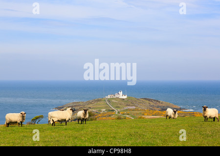 View to Point Lynas lighthouse on the coast with Black Faced sheep in the foreground. Llaneilian Isle of Anglesey North Wales UK Stock Photo