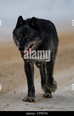 A gray wolf walks along a road in Banff National Park, Alberta, Canada.  Photo by Gus Curtis Stock Photo