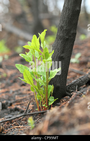 Fresh green vegetation a few months after a wildfire Stock Photo