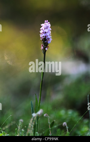 Heath Spotted Orchid also known as Moorland Spotted Orchid (Dactylorhiza maculata ssp maculata) Stock Photo