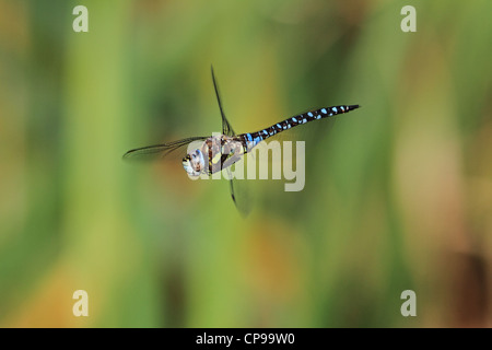 Migrant Hawker (Aeshna mixta) in flight. The species is often hovering for several seconds at a time. Stock Photo