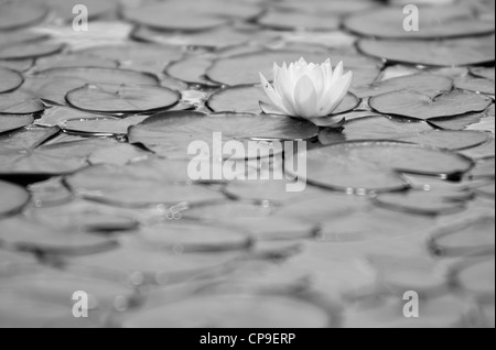 Water lilies in bloom, Hot Lake, Oregon. Stock Photo