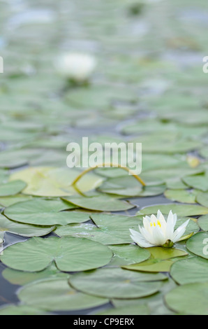 Water lilies in bloom, Hot Lake, Oregon. Stock Photo