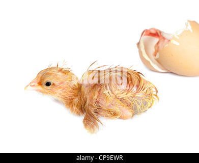 Newly hatched little wet chick on white Stock Photo