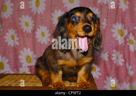 portrait of a two months old long-haired female dapple dachshund.