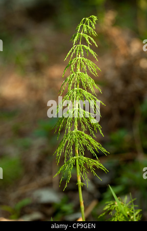 young plant of horsetail (Equisetum sylvaticum) in forest