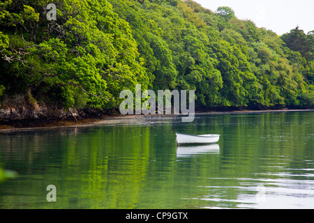 A small rowing boat moored in a creek of the Helford River Cornwall England UK