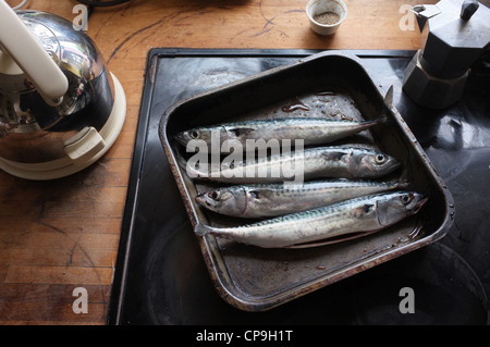 Freshly caught and gutted Cornish Mackerel ready for cooking Stock Photo