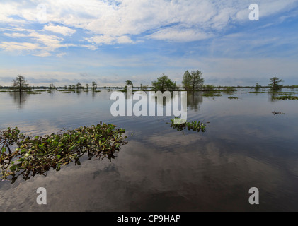 Floating plants of the invasive Common Water Hyacinth drift on the water in the Atchafalaya Swamp Stock Photo