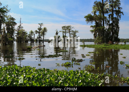 Bald Cypress trees and Water Hyacinth in Lake Martin, Louisiana. Stock Photo