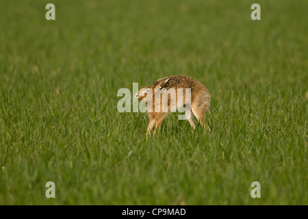 Brown Hare Lepus europaeus stretching in the early morning sum Stock Photo