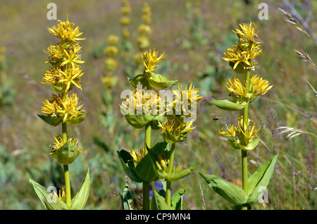 Medicinal herb Great yellow gentians (Gentiana lutea) in the French Alps Stock Photo