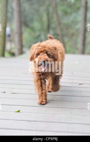 A little poodle dog walking on the lawn Stock Photo - Alamy